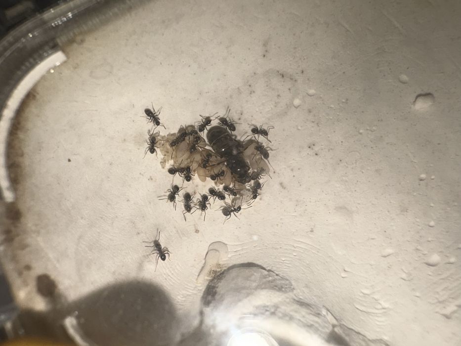 Муравьи  Lasius Niger с Польши