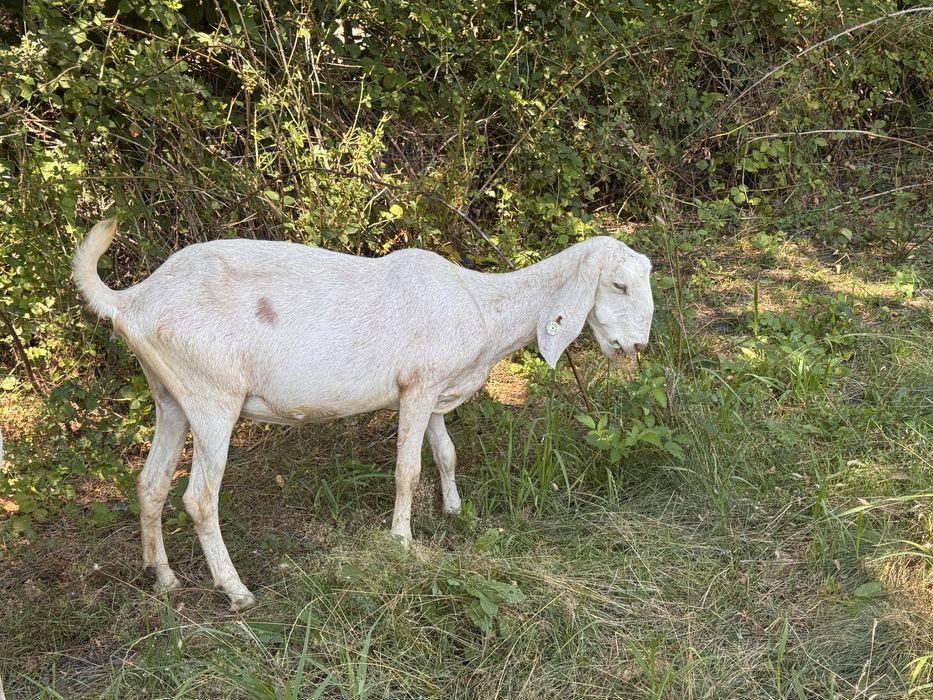 Capra amglonubian grstanta