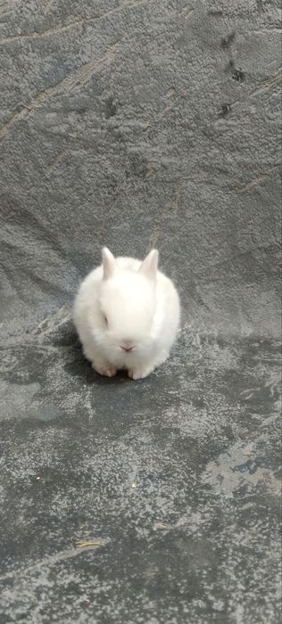 Декоративные карликовый кролики