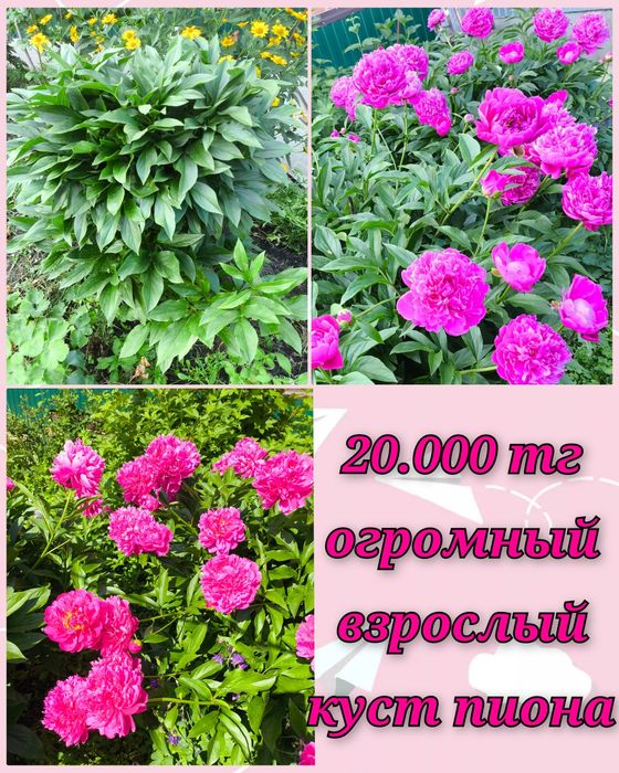 Цветочки и саженцы