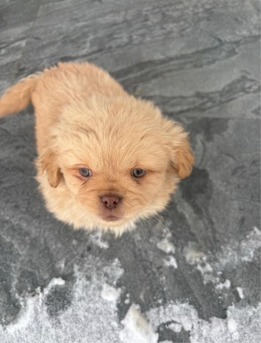 Pechinez imperial cauta familie iubitoare