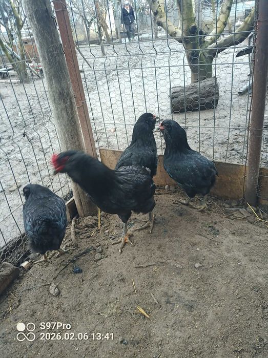 Pui gaini Araucana si oua pentru incubat
