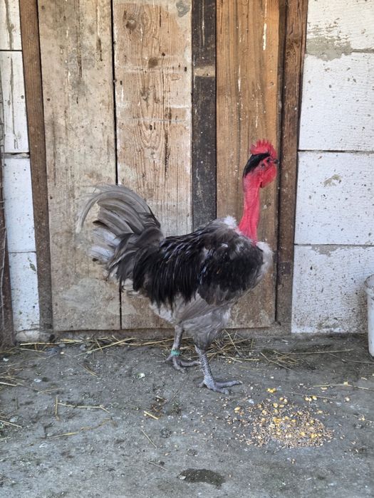 Cocosi Gat Golas de Transilvania