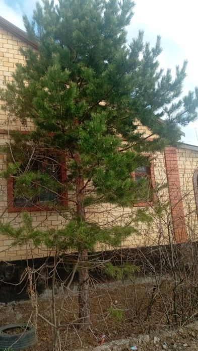 Продам елку и сосну