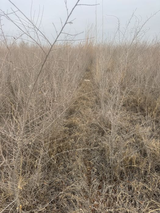 Gujum kuchati  2yillik