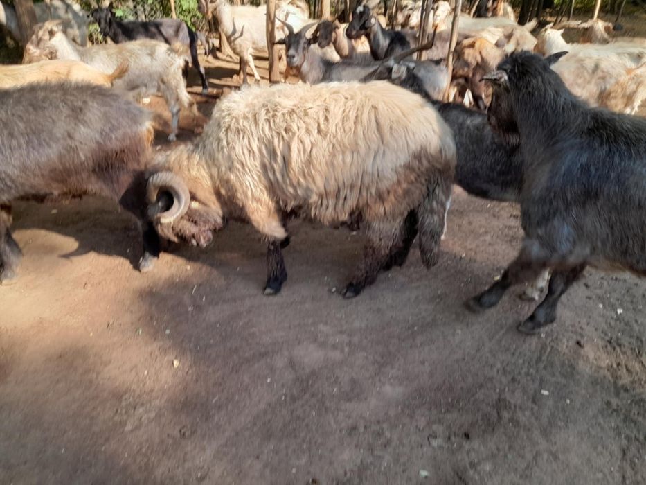 Berbeci si Tapi de vanzare