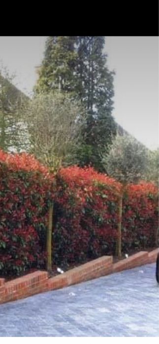 Gard din photinia red robin si plante