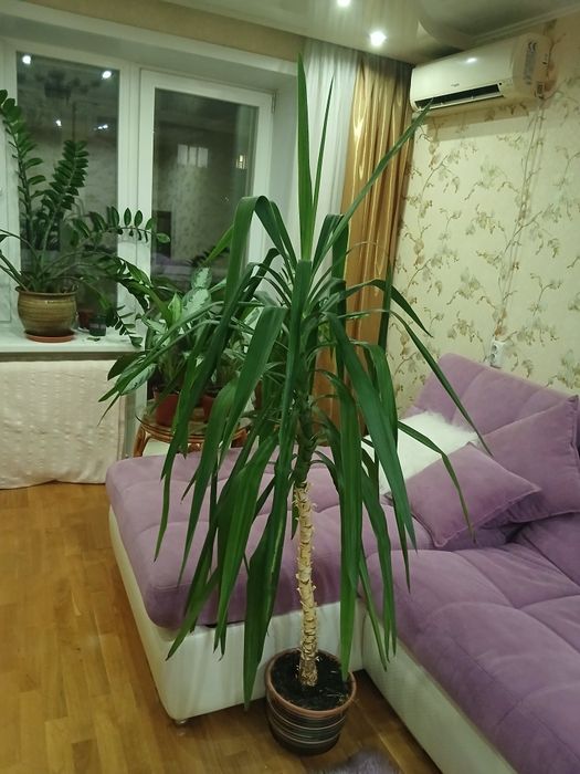 Продам комнатный цветок  юкка