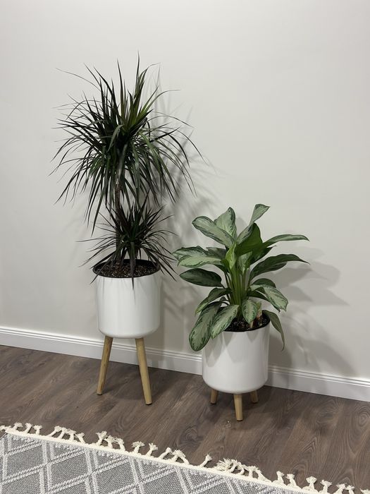 Офисные цветы оптом от поставщиков