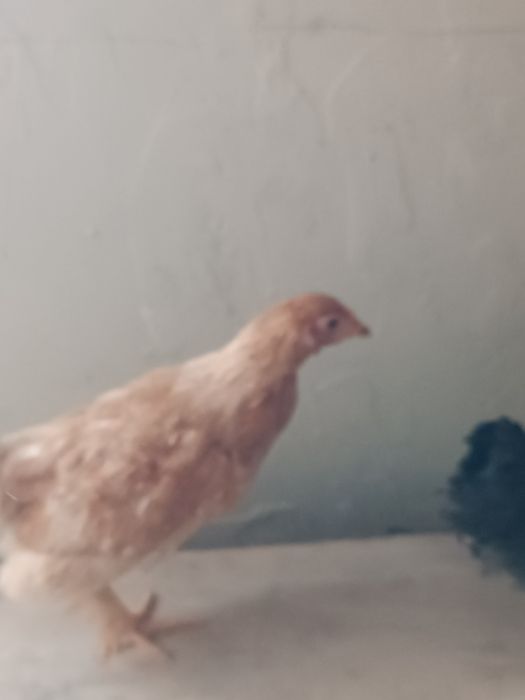 Цыплята.  балапан