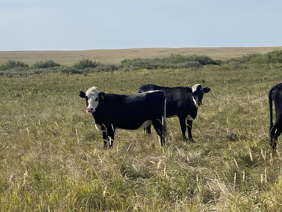 Фермерское хозяйство