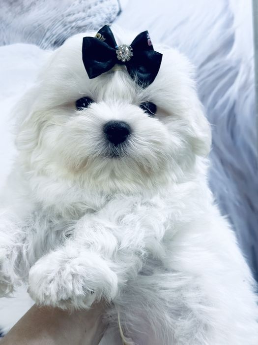 Кукольный мальчики и девочки мальтезе