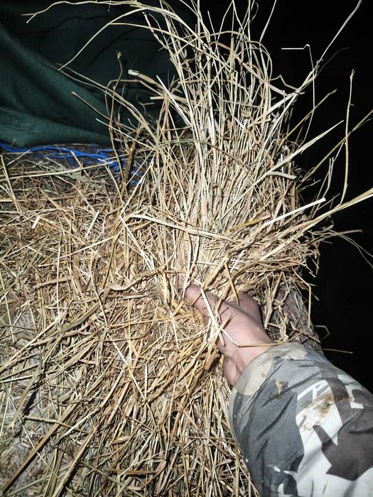 Baloti de amestec lucernă și fân