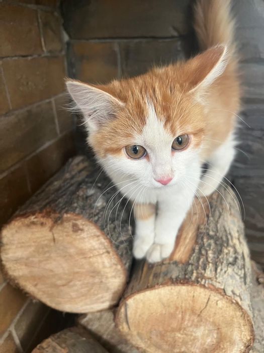 Котята ищут своих хозяев