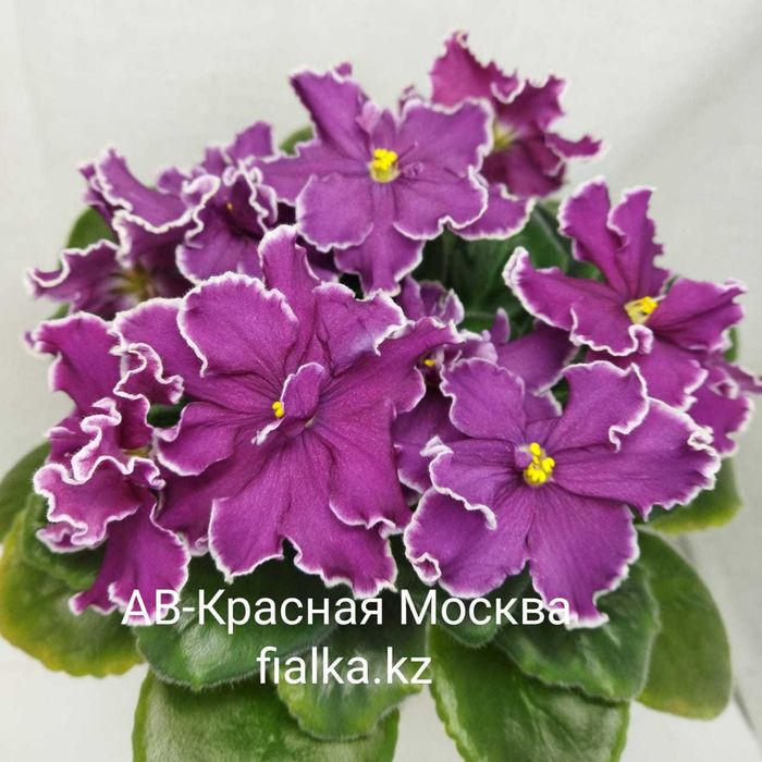 Сортовые фиалки!