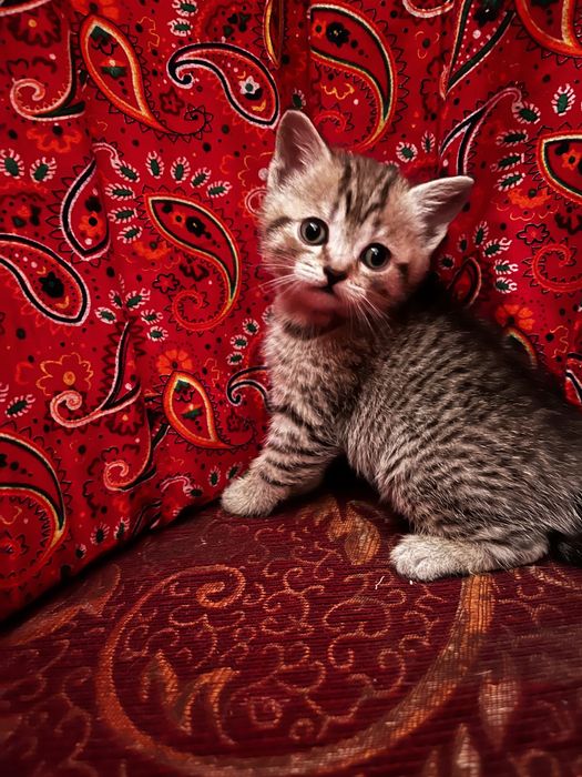 Котенок скотиш страйтт