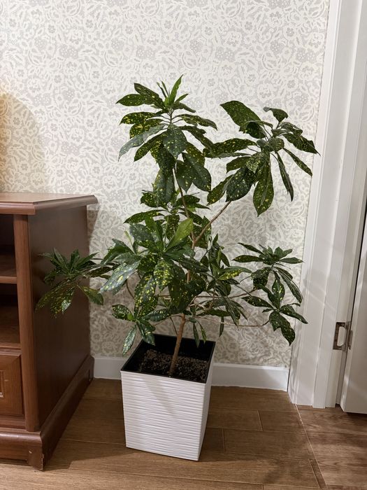 Продам комнатный цветок