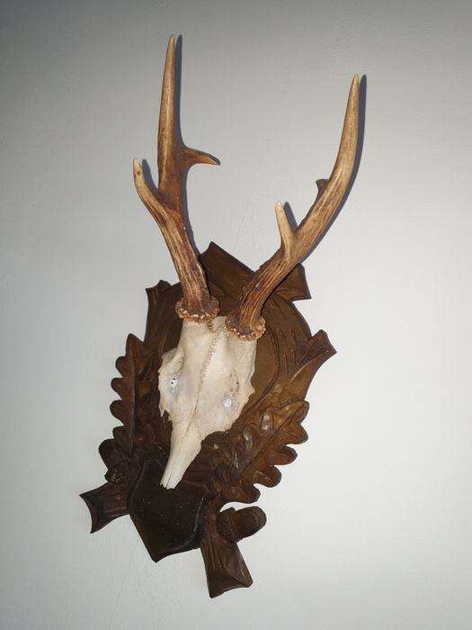 Ловни  трофей за стена