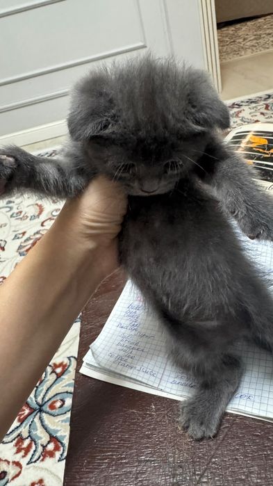 Продается шотландская висловхая