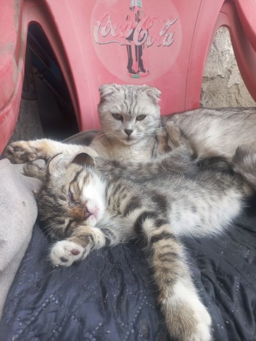 Девочка вислоушечка