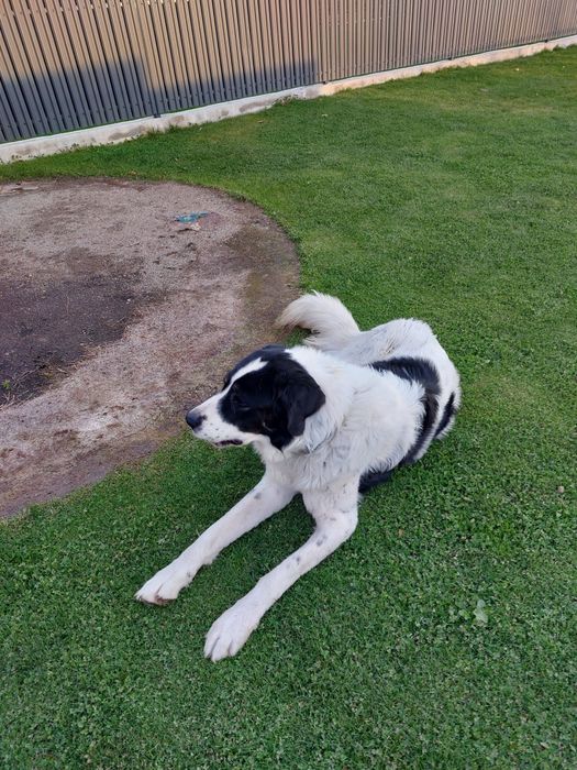 Vând Ciobănesc de Bucovina