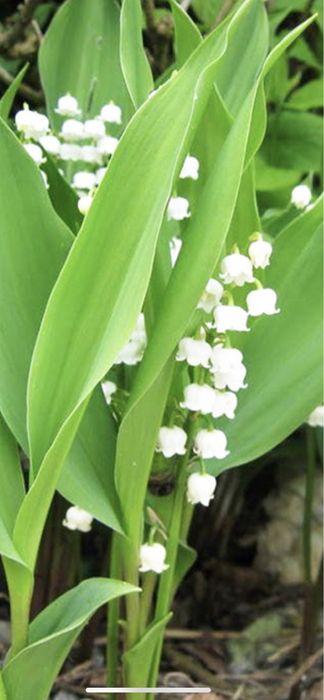 Ландыши душистые