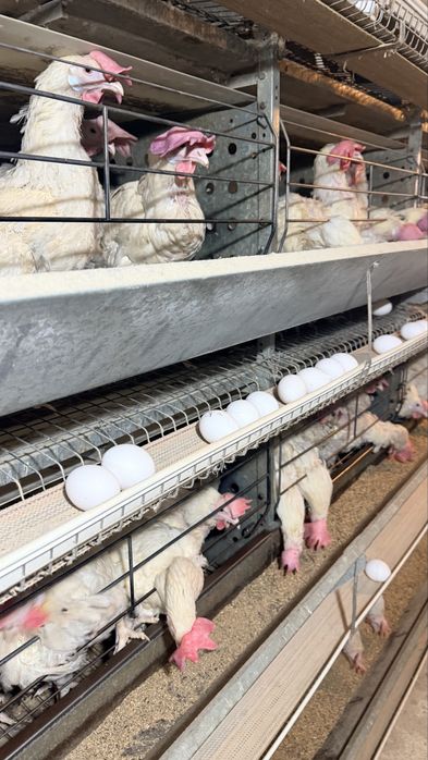 Продам срочно курей