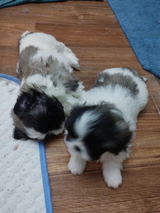 Открыта бронь на щенков пекинеса