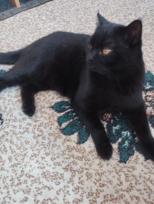 Скотиш страет срочно продаю харошой рук