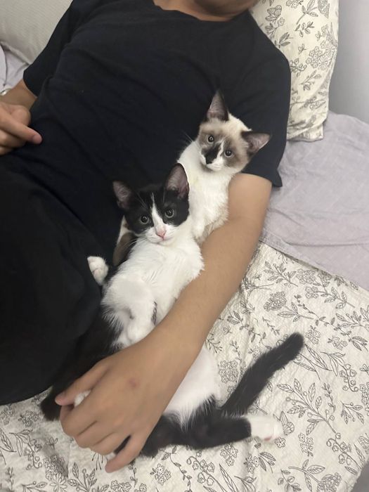 отдам котят в добрые руки
