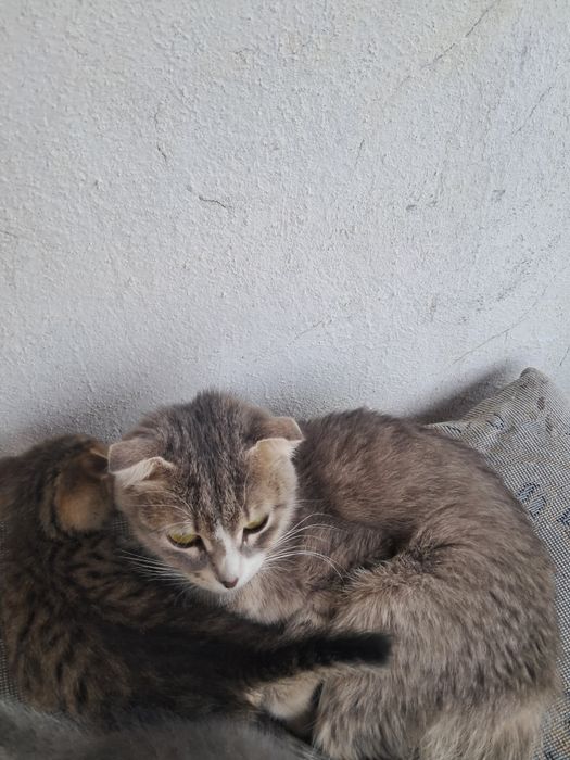 Катёнок Мысык кошка