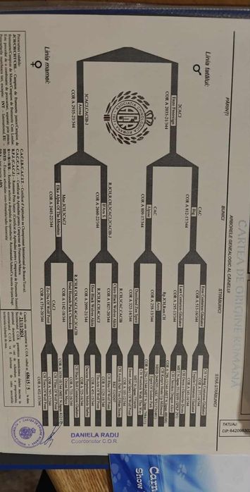 Cățel Akita american