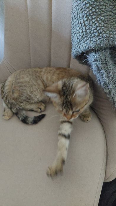 Котенок в добрые руки