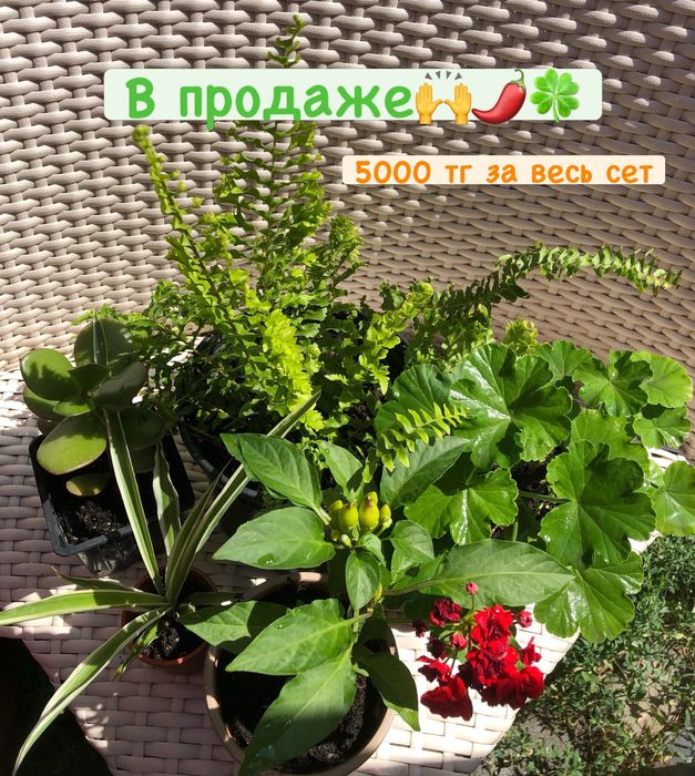 Цветочный сет за 5000