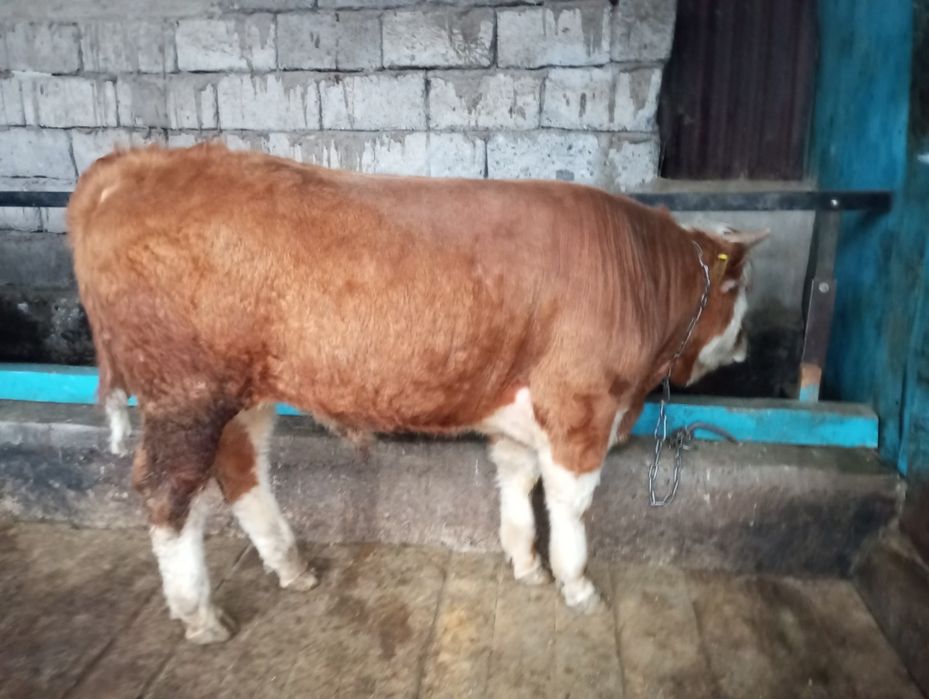 Продам бычка, быка