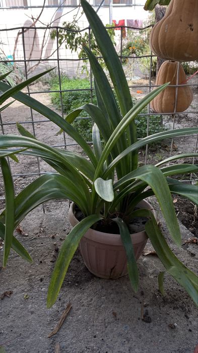 Цветы для дома за 2000 тг