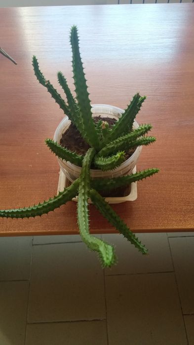 Цветы для дома и для офиса