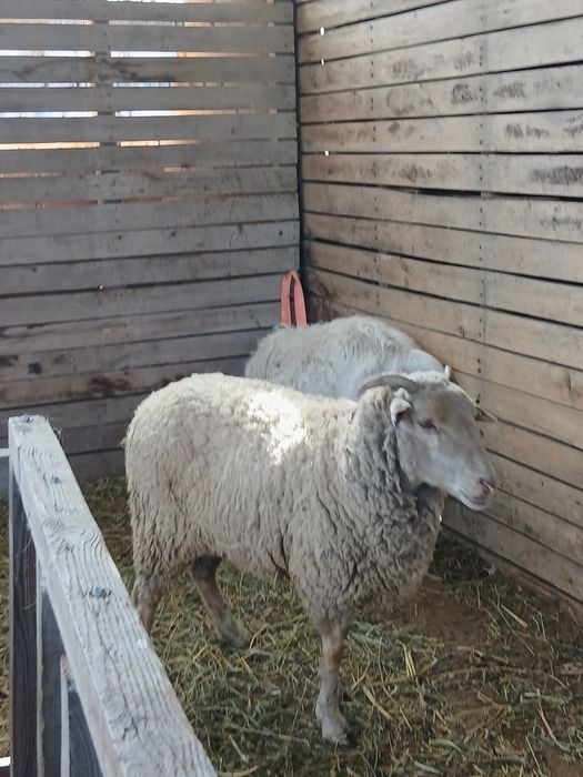 Продам баранов тохты