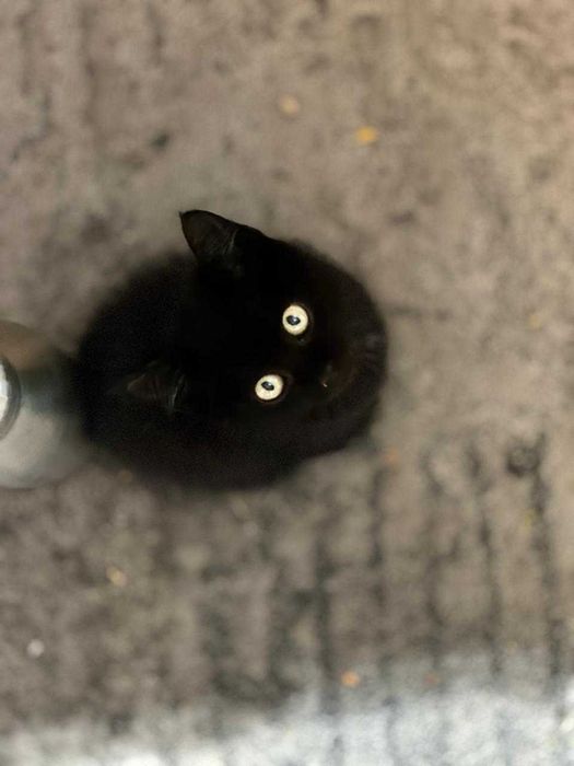 Black cat  baby (female)