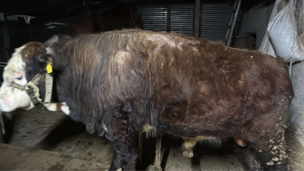 Продам бычков круг 840