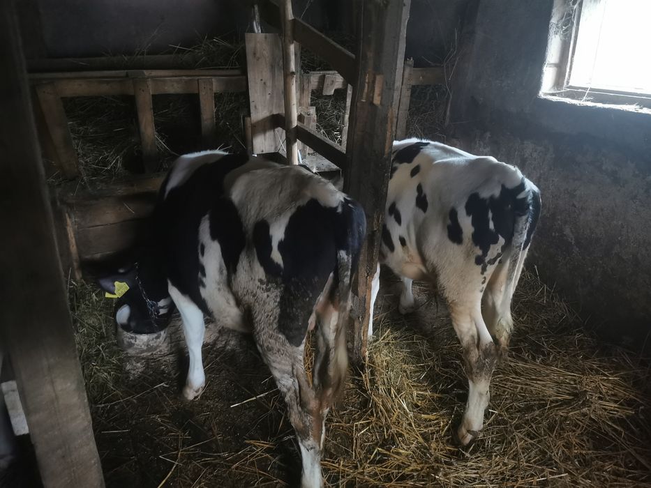 De vânzare doi tăurasi în jur de 7luni/schimb cu vitele