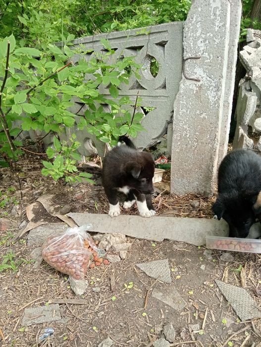 Найдены щенки ,ласковые,,