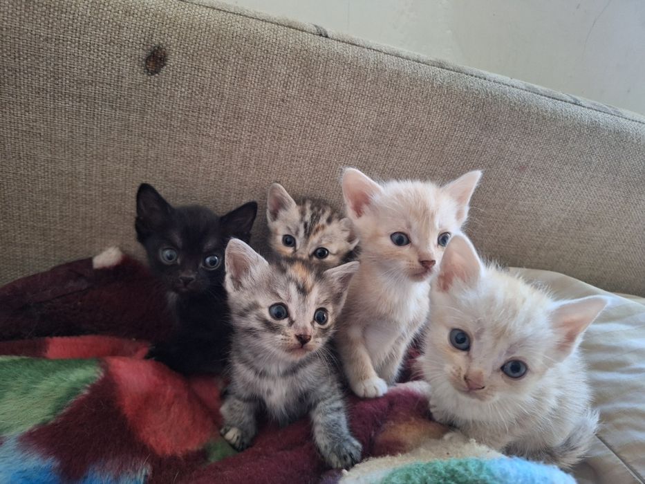 Отдам красивых котят