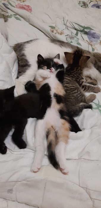 Котята. Кошка. Кошки. Котенок