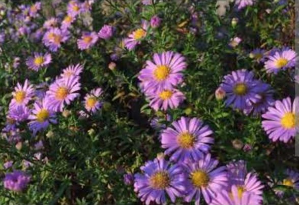 Цветы кустом сентябринки