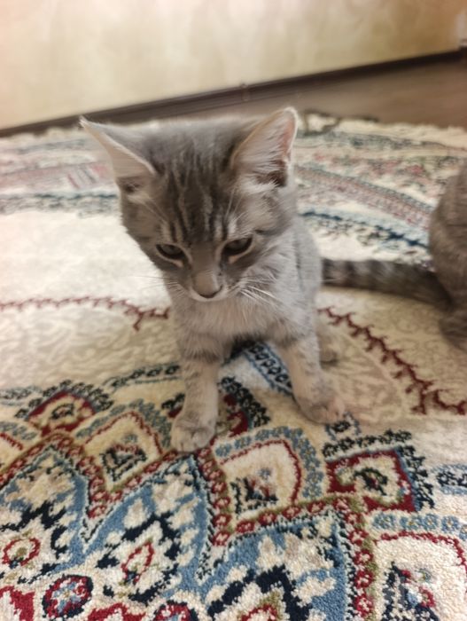 Scottish Fold va Straight mushuklari