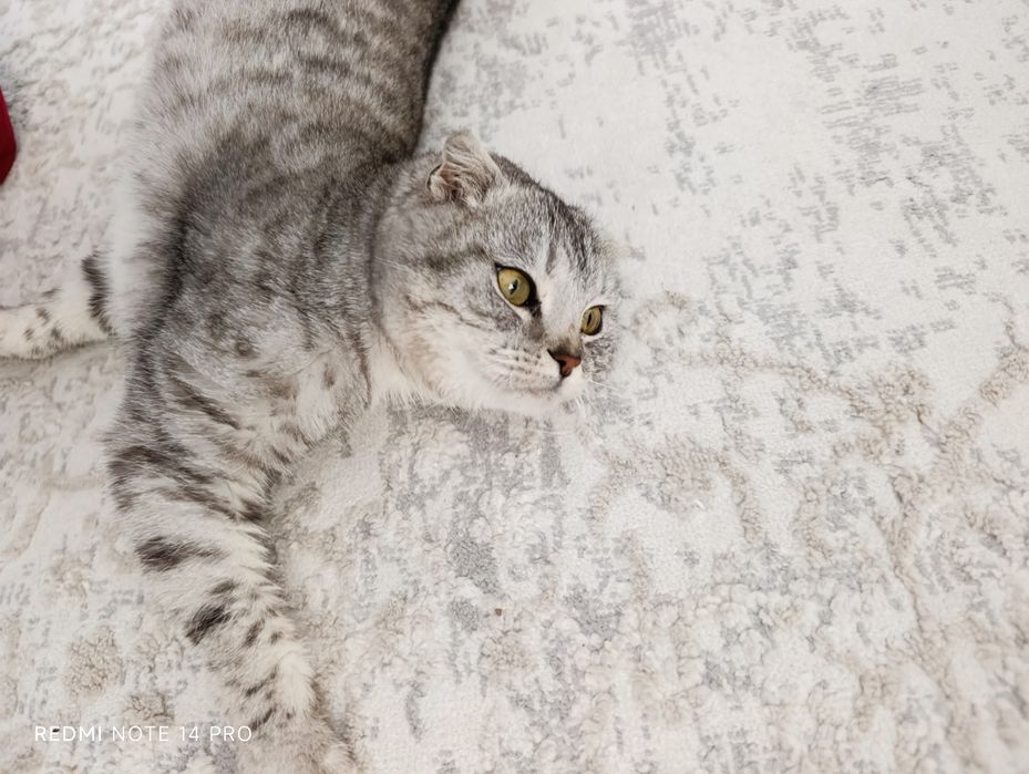 Кошка в добрые руки