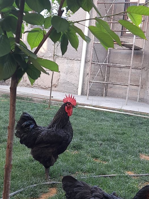 Хуроз кора шагзода