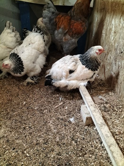 Продаю куры брама