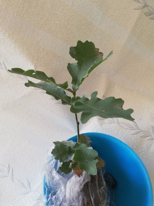 Продам саженец дуба
